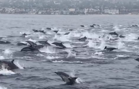 Spectacol impresionant oferit de sute de delfini surprinsi in largul coastelor din California / VIDEO