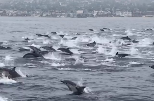 Spectacol impresionant oferit de sute de delfini surprinsi in largul coastelor din California / VIDEO