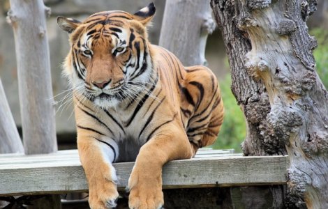 Tigru gasit relaxandu-se intr-un pat in casa unui satean