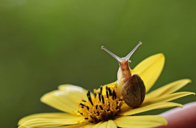 Cel mai mic melc ar putea intra prin urechea unui ac. 10+ lucruri fascinante despre mediul inconjurator