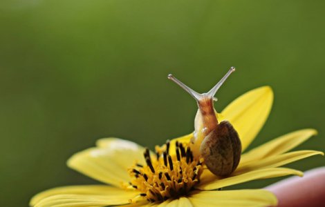  Top  Cel mai mic melc ar putea intra prin urechea unui ac. 10+ lucruri fascinante despre mediul inconjurator