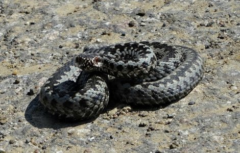Un copil de 13 ani a fost muscat de vipera in fata blocului, in Deva
