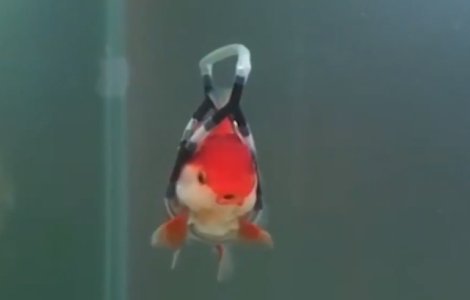 Un barbat a inventat un dispozitiv cu care isi ajuta pestii bolnavi sa poata inota / VIDEO