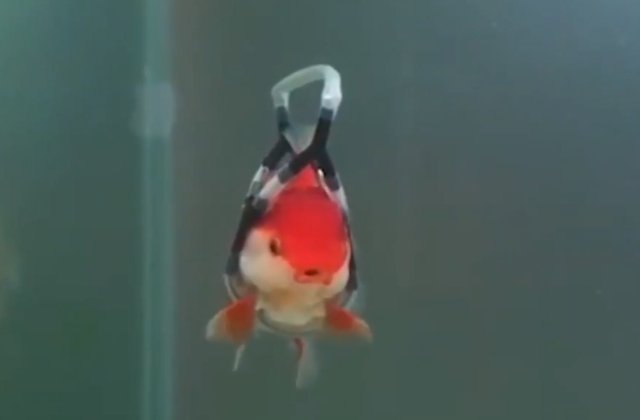 Un barbat a inventat un dispozitiv cu care isi ajuta pestii bolnavi sa poata inota / VIDEO