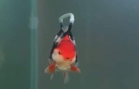 Un barbat a inventat un dispozitiv cu care isi ajuta pestii bolnavi sa poata inota / VIDEO