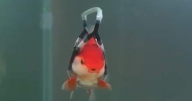 Un barbat a inventat un dispozitiv cu care isi ajuta pestii bolnavi sa poata inota / VIDEO