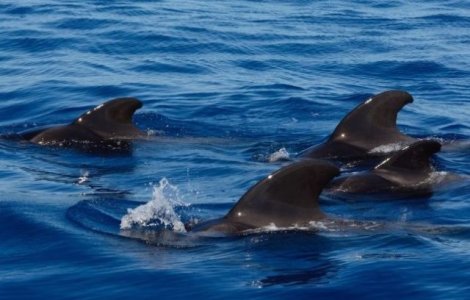 50 de balene-pilot, descoperite moarte de turisti pe o plaja din Islanda/ FOTO