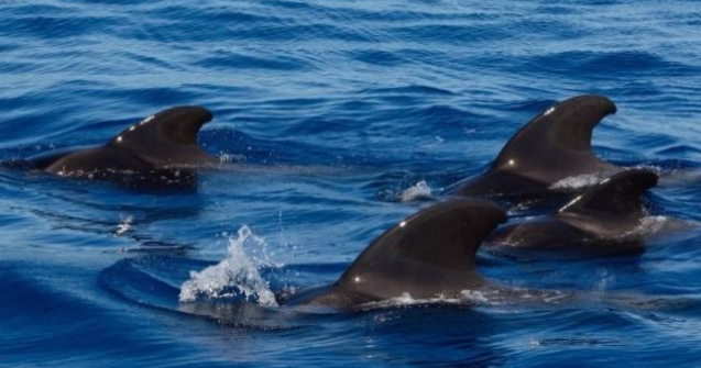 50 de balene-pilot, descoperite moarte de turisti pe o plaja din Islanda/ FOTO
