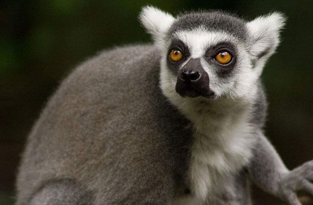 Lemurii din Madagascar, pe cale de disparitie