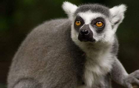 Lemurii din Madagascar, pe cale de disparitie