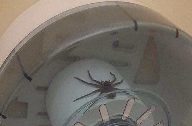 Numai in pielea lor sa nu fii: 15+ patanii de pomina ale oamenilor, in imagini de nedescris