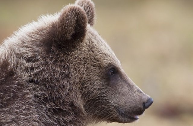 Ministrul Mediului, despre cei care hranesc ilegal ursii: Vom trece inclusiv la amenzi personale