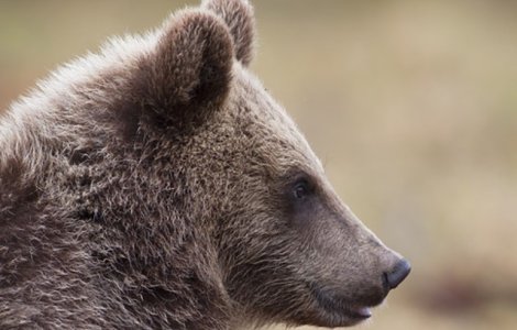 Ministrul Mediului, despre cei care hranesc ilegal ursii: Vom trece inclusiv la amenzi personale