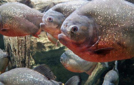 Mai multi pesti Piranha, prinsi in apele lacului de acumularea Firiza
