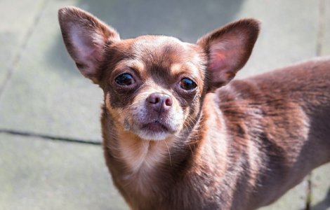 Un caine chihuahua, rapit de un pescarus din gradina casei