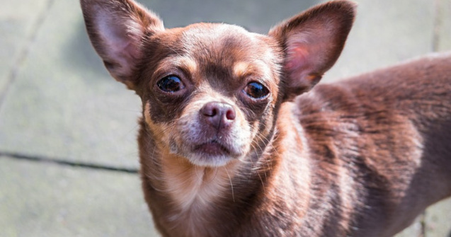 Un caine chihuahua, rapit de un pescarus din gradina casei