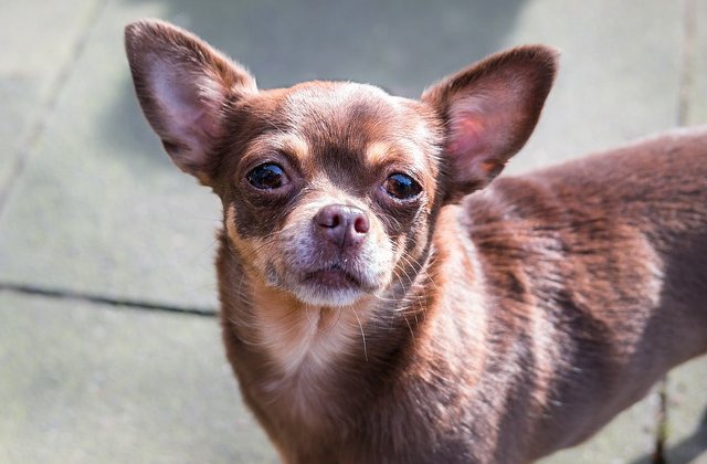 Un caine chihuahua, rapit de un pescarus din gradina casei