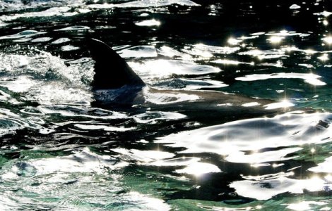 Rechinul care straluceste in intuneric: o noua specie descoperita in Oceanul Atlantic/ FOTO