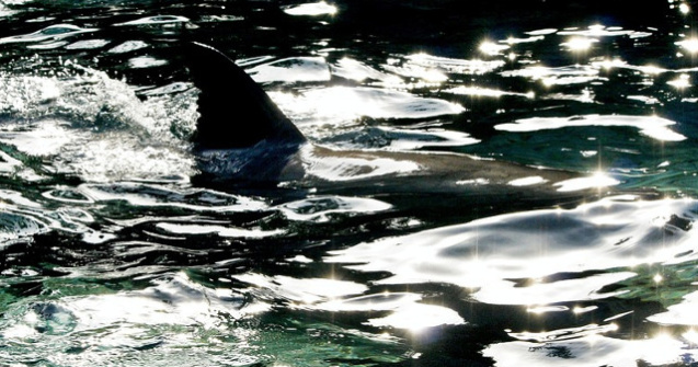 Rechinul care straluceste in intuneric: o noua specie descoperita in Oceanul Atlantic/ FOTO