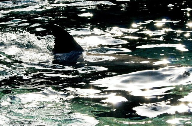 Rechinul care straluceste in intuneric: o noua specie descoperita in Oceanul Atlantic/ FOTO