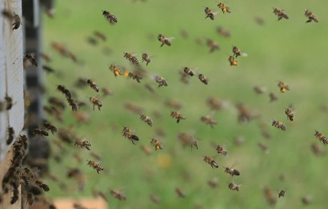 Un preot din Botosani, transportat in stare grava la spital dupa ce a fost intepat de viespi