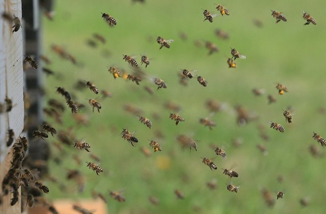 Un preot din Botosani, transportat in stare grava la spital dupa ce a fost intepat de viespi