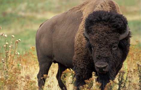 O fetita de 9 ani, ranita de un bizon in Parcul National Yellowstone/ VIDEO