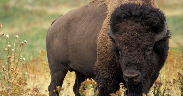 O fetita de 9 ani, ranita de un bizon in Parcul National Yellowstone/ VIDEO
