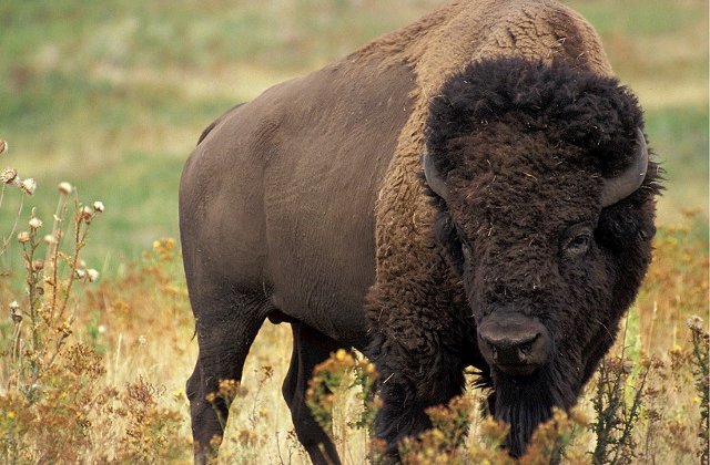 O fetita de 9 ani, ranita de un bizon in Parcul National Yellowstone/ VIDEO