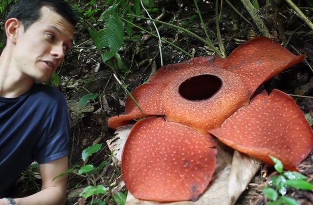 7 plante "minune": de la florile care se vad la microscop, la cele care miros a cadavru