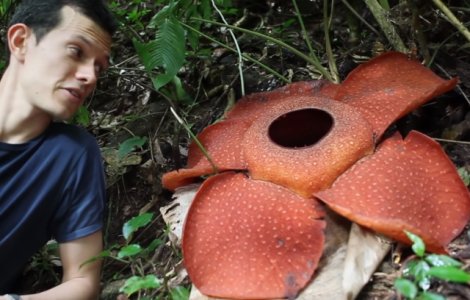  Top  7 plante "minune": de la florile care se vad la microscop, la cele care miros a cadavru