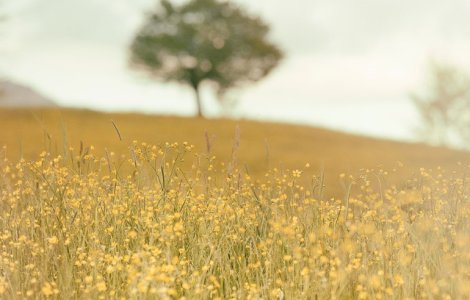 Corpul unui barbat decapitat, gasit la marginea unui camp