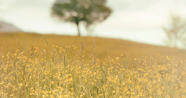 Corpul unui barbat decapitat, gasit la marginea unui camp