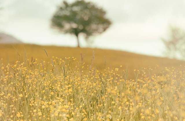 Corpul unui barbat decapitat, gasit la marginea unui camp