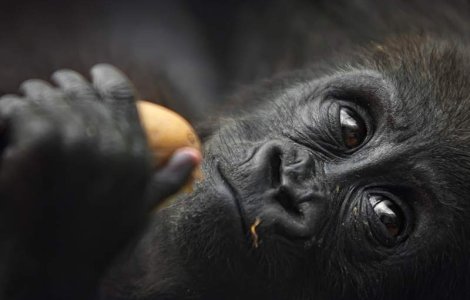 Doua gorile s-au aliat impotriva braconierilor