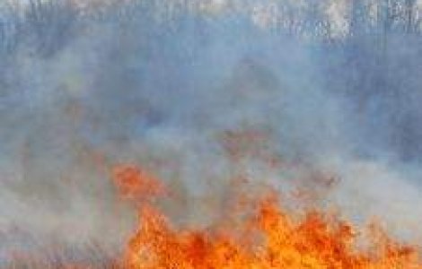 Peste 115 hectare de vegetatie uscata si fond forestier distruse de incendii