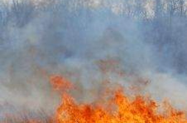 Peste 115 hectare de vegetatie uscata si fond forestier distruse de incendii