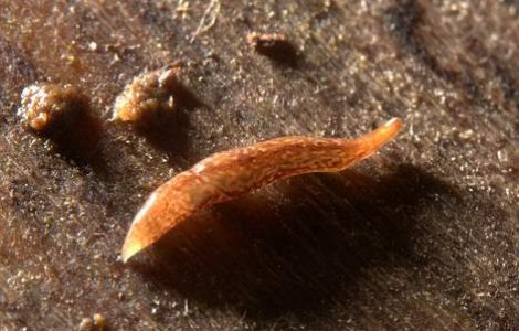 S-a descoperit o noua forma de viata : Viermele cu 60 de ochi