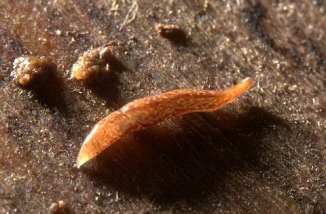 S-a descoperit o noua forma de viata : Viermele cu 60 de ochi