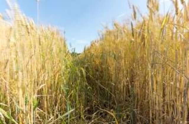 Masuri pentru agricultura: Bani suplimentari cu acordul UE si TVA de 9%