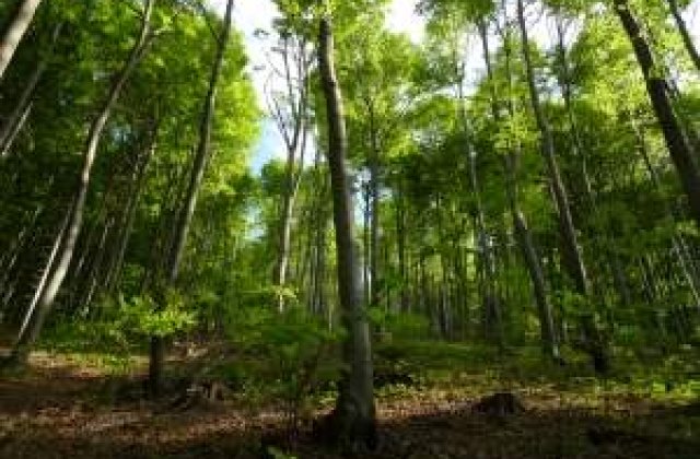 248 de embrioni umani, descoperiti intr-o padure din Rusia