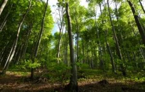 248 de embrioni umani, descoperiti intr-o padure din Rusia