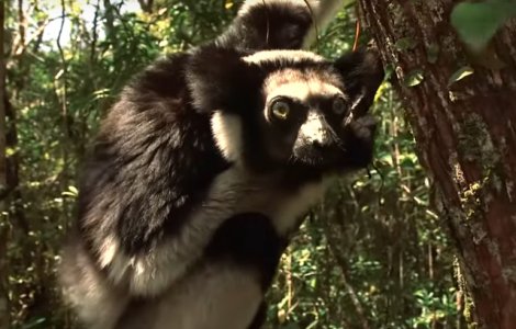  Top  8 animale pe care nu le vei intalni niciodata la Gradina Zoologica