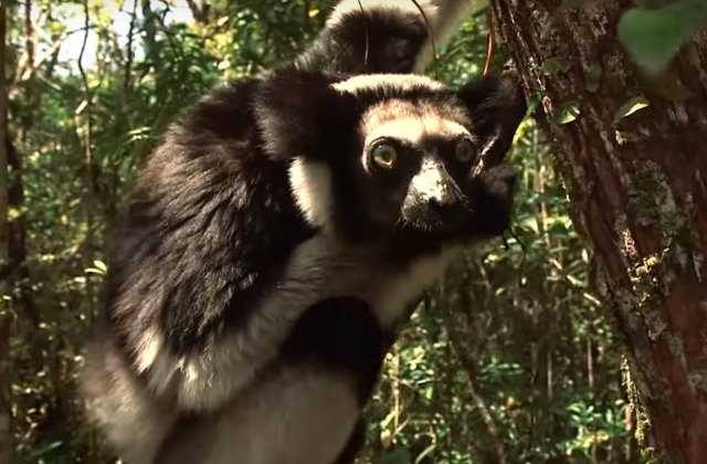 8 animale pe care nu le vei intalni niciodata la Gradina Zoologica