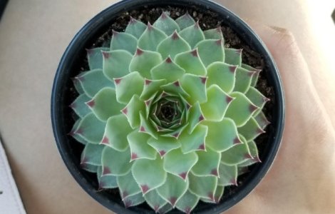  Top  Mostre de perfectiune: 10+ fotografii care surprind forme desavarsite