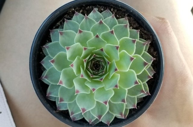 Mostre de perfectiune: 10+ fotografii care surprind forme desavarsite