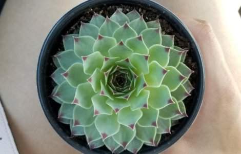  Top  Mostre de perfectiune: 10+ fotografii care surprind forme desavarsite