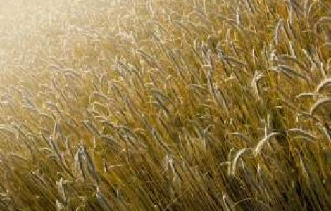 Scumpiri inevitabile: Romania va pierde pana la 25% din productia de grau