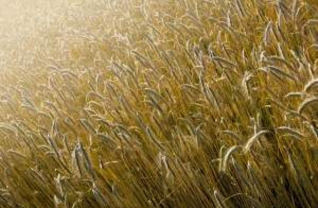 Scumpiri inevitabile: Romania va pierde pana la 25% din productia de grau