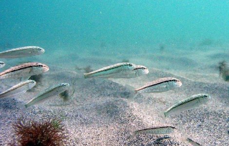 Unde se gasesc cele mai curate ape de pe litoralul romanesc?